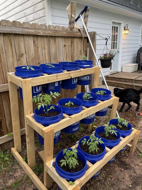 Bucket garden project - ALDEER.COM Bucket Raised Garden Beds, Bucket Raised Garden Plans, Gardening Bucket Caddy Diy, Pail Gardening, Plant Bucket Ideas, Raised Garden Beds With 5 Gallon Buckets, Barrel Container Garden, Container Garden Stand, Bucket Planters 5 Gallon Stand