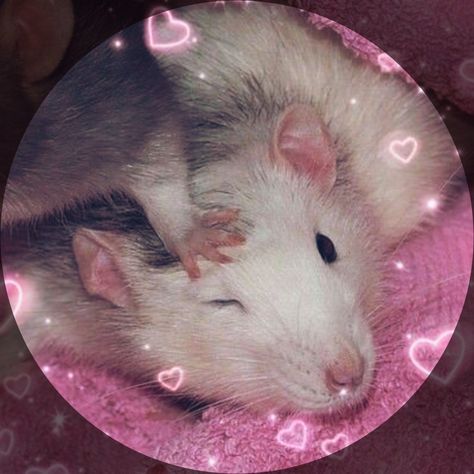 Rat Pfps Matching, Ratatouille Matching Pfp, Matching Rat Pfp, Rat Pfp, Rat Costume, Rat Art, Rat Terrier Dogs, Matching Ideas, Match Profile