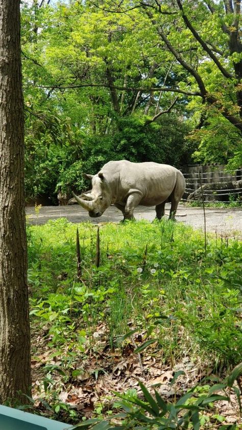 Bronx Zoo Zoo Aesthetic, Bronx Zoo, Exotic Animals, Exotic Pets, Bronx, Beautiful Photo, York City, New York City, Old Things