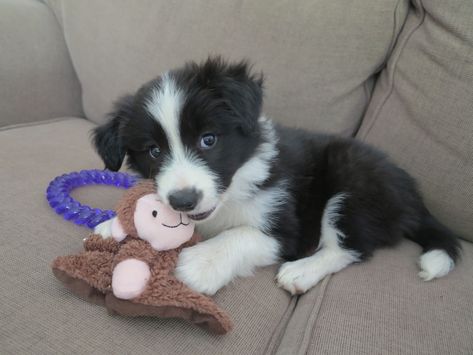 Our new baby girl - black and white border collie puppy <3 Loves her little monkey Black And White Border Collie, Black And White Border, Border Collie Puppy, White Border Collie, Collie Puppy, Border Collie Puppies, Collie Puppies, Herding Dogs, Border Collie Dog