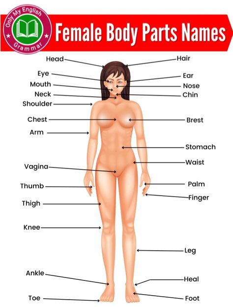 Human Body Parts Name, Body Parts Name, Human Facts, Vellus Hair, Human Body Parts, Medical Anatomy, Female Body, Anatomy, Medicine