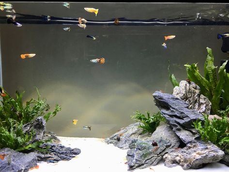 Guppy Planted Tank, Guppy Tank Setup, Guppies Fish Tank Ideas, Fish Tank In Living Room, Guppy Fish Tank Ideas, Guppy Tank Ideas, Guppy Fish Tank, Guppy Aquarium, Guppy Tank