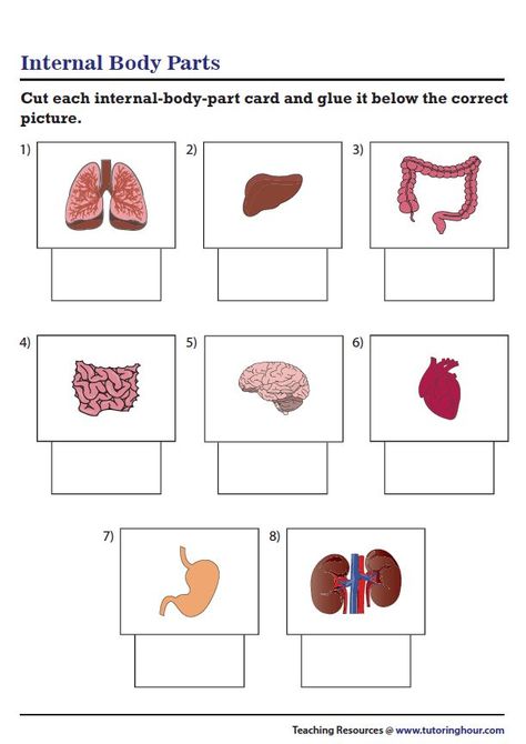 Identifying Internal Body Parts | Cut and Glue Body Parts Worksheet, Acrostic Poem Template, Science Diagrams, Excretory System, Cut And Glue, Acrostic Poem, Parts Of The Body, Simple Iphone Wallpaper, Body Awareness