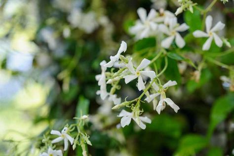 Clematis Cirrhosa, Fast Growing Climbers, Clematis Armandii, Evergreen Climbers, Trachelospermum Jasminoides, Hampton Court Flower Show, Clematis Plants, Climbing Hydrangea, Evergreen Plants