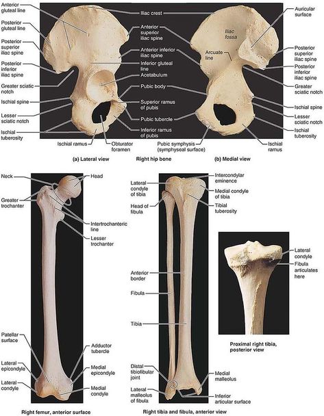 Pelvic Bone Anatomy, Limb Anatomy, Art Envelopes, Radiologic Technology, Human Skeleton Anatomy, Medical Life, Basic Anatomy, Pelvic Girdle, Pelvic Bone