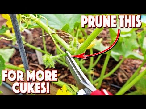 Pruning Cucumbers Plants And Trellising Them! Increase Production! - YouTube How To Prune Cucumber Plants, Pruning Cucumber Plants, Cucumber Seedlings, Homesteading Projects, Raised Garden Bed Ideas, Willow Oak, Garden Bed Ideas, Farm Diy, Cucumber Trellis