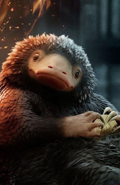 Niffler Wallpaper Fantastic Beasts, Niffler Aesthetic, Hogwarts Animals, Fantastic Beasts And Where To Find Them, Fantastic Beasts Wallpaper, Harry Potter Animals, Harry Potter Beasts, Fantastic Beasts Niffler, Fantastic Beasts Creatures