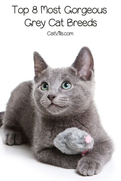 Are you fascinated with grey cat breeds and can�t get enough of their stunning appearance? Then you'll love these top 8 silver beauties! Grey Cat Breeds, Best Cat Breeds, Large Cat Breeds, Purebred Cats, Grey Kitten, Tiny Cats, Cat Call, Cat Ideas, Grey Cat