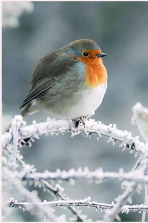 Why Are Robins Associated With Christmas? Robin In Snow, Four Calling Birds Christmas, Birds Robin, Christmas Sketches, Christmas Robins, Red Robin Bird, Caroline Jones, Bird Watercolor Art, Christmas Sketch