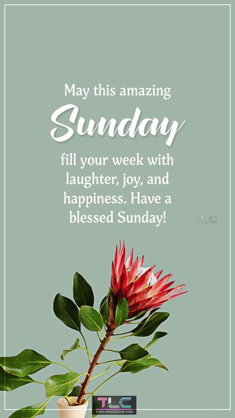 Start your Sunday morning on a positive note with our collection of Funny Happy Sunday Quotes and Wishes to brighten your whole Sunday. Share the love and positivity of this beautiful Sunday morning with your friends and family. These funny happy Sunday wishes and quotes will help you to get your day off to a great start and make it a fun, love-filled and happy Sunday. Happy Sunday Wishes, Good Morning Sunday Wishes, Beautiful Sunday Morning, Love Couch, Good Morning Sunday, Have A Blessed Sunday, Sunday Wishes, Beautiful Sunday, Happy Sunday Quotes