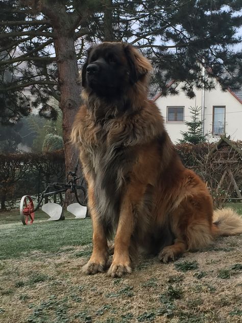 Gentle Giant Aesthetic, Dogs Big, Big Cute Dogs, Big Dog Aesthetic, Big Dog, Farm Dogs Breeds, Cute Big Dogs, Gentle Giant Dogs, Big Dog Breeds Gentle Giant