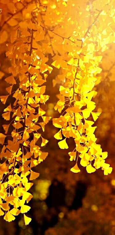 Ginkgo Aesthetic, Ginko Leaves Painting, Ginko Tree Aesthetic, Autumn Gold Ginkgo Tree, Ginko Leaves Photography, Ginkgo Art, Ginkgo Biloba Tree, Autumn Leaves Japan, Bird Girl