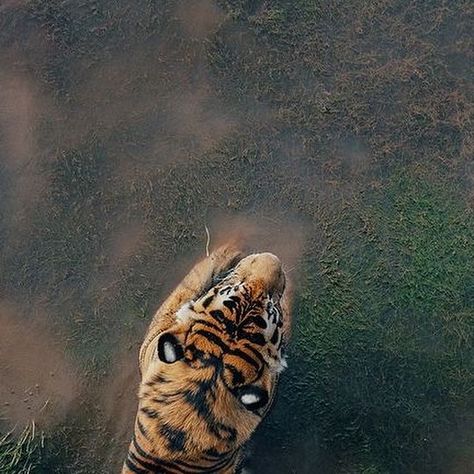 SAVE TIGER🐯 on Instagram: "Views from above 🐅  📍Tiger Canyon Private Game Reserve . . I by @discovery  . . #TigerTuesday #SouthAfrica" Tiger From Above, Low Angle Shot, Game Reserve, February 13, South Africa, Quick Saves, Instagram, Art