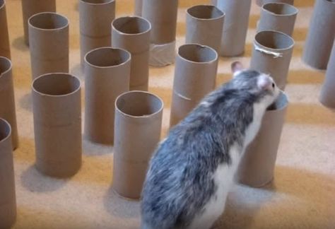 DIY Rat Treasure Hunt! A great foraging game for ratties! PetDIYs.com Diy Rat Toys, Rattus Rattus, Rat Care, Dumbo Rat, Class Pet, Diy Pet Toys, Hamster Care, Rat Toys, Rat Cage