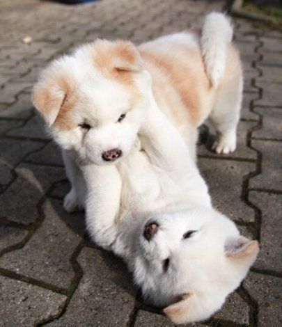 playful Akita puppies Puppy Husky, Chubby Puppies, Welsh Corgi Puppies, Akita Dog, Söt Katt, Puppy Play, Cute Dogs And Puppies, Dogs Puppies, Cute Creatures