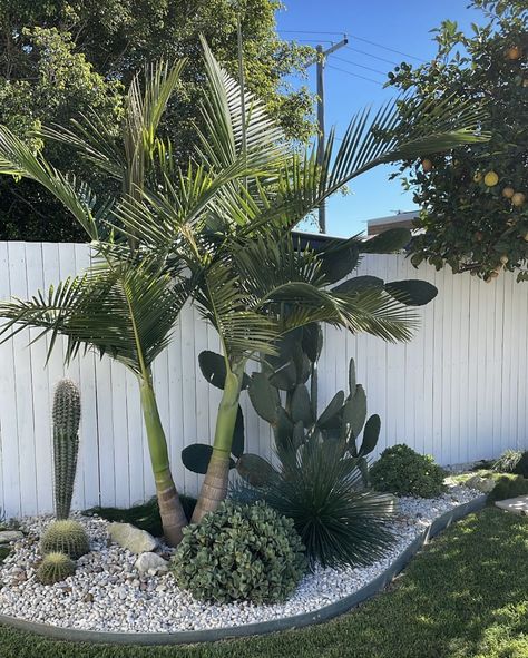 Backyard Landscaping Coastal, Palm Tree Landscape Ideas Backyards, Beach Plants Coastal Gardens, Palm Springs Landscaping Front Yards, Coastal Backyard Landscaping Ideas, Palm Springs Garden Australia, Areca Palm Outdoor Landscape, Pool Landscaping Modern, Coastal Front Yard