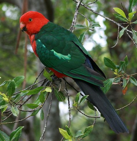 King Parrot, Australian Parrots, Parrot Drawing, Parrot Painting, Parrots Art, Funny Parrots, Colorful Parrots, Australian Birds, Bird Wallpaper