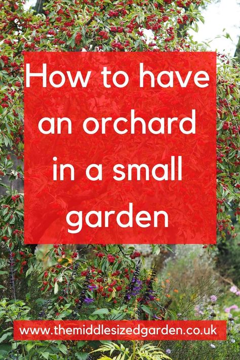 Ideas for a small orchard garden and backyard fruit trees in a mini space #gardening #garden #middlesizedgarden #backyard Fruit Trees In Raised Garden Beds, Small Garden Fruit Trees, Landscaping With Fruit Trees Garden Ideas, Front Yard Orchard Garden, Kitchen Garden With Fruit Trees, Small Yard Fruit Trees, Vegetable Garden With Fruit Trees, Garden Orchard Design, Fruit Tree In Garden