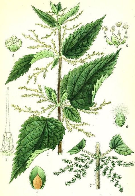 Nettle Illustration, Nettle Tattoo, Tarot Cloth, Technical Illustration, Botanical Illustration Vintage, Oversized Art, Leaf Drawing, Brick Lane, Plant Drawing