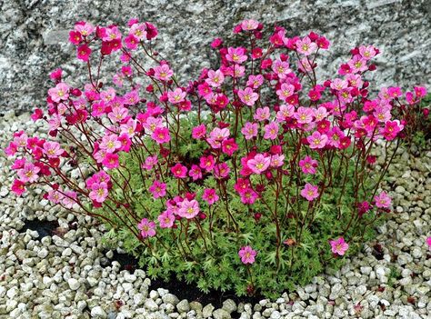 Dysons Botanicals, Texas - Rockfoil Pink Moss Saxifraga Seeds Front Yard Flowers, Rockery Garden, Rock Garden Plants, Rock Gardens, Pink Shades, Ground Cover Plants, Garden Pathway, Ground Cover, Front Garden