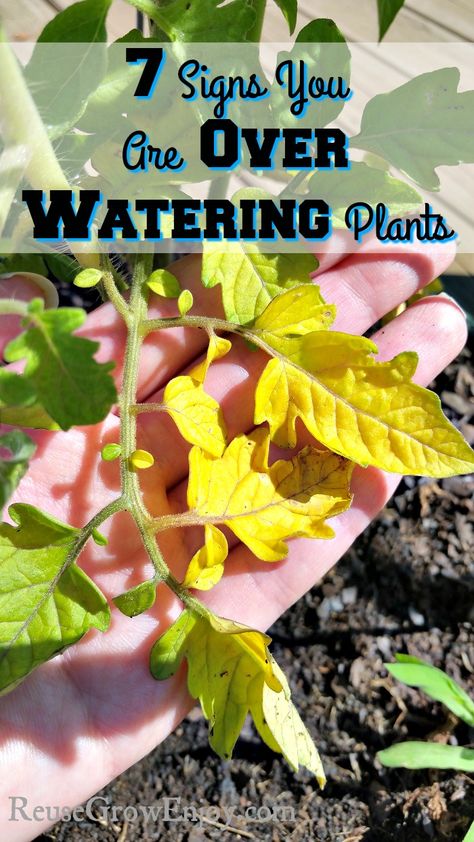 Have you ever wondered if you are over watering your plants? Check out these 7 Signs You Are Over Watering Plants! http://reusegrowenjoy.com/7-signs-you-are-over-watering-plants/ Garden Watering Schedule, Over Watering Plants, Garden Themes, Beds Frames, Plant App, Low Water Gardening, Watering Plants, Sustainable Gardening, Wrapped Chicken