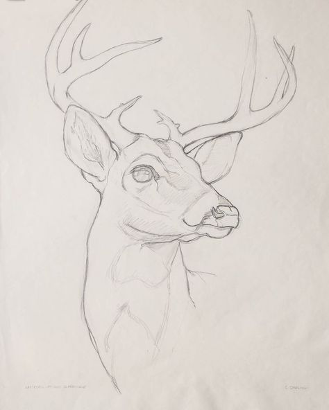 Deer Sketch, Deer Drawing, Animal Drawings Sketches, Art Sketches Pencil, Deer Art, Arte Sketchbook, A Deer, Pencil Art Drawings, Art Drawings Sketches Creative