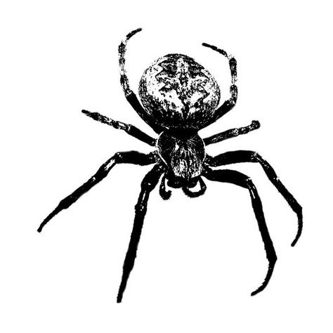 Bugs Black And White, Black And White Images Aesthetic, Spider Graphic Design, Spider Black And White, Belleza Aesthetic, Spider Poster, Spider Icon, Arte Hippy, Spider Graphic