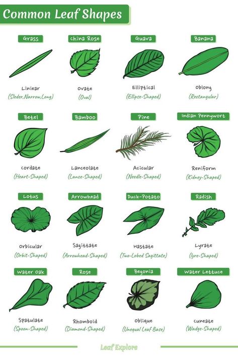 Types of Leaves Based on their Shape Leaves Shapes Leaf Patterns, How To Make Clay Leaves, Types Of Leaves Drawing, Structure Of A Leaf, Leaf Lesson Plans, Letter Writing For Kids, Fireless Cooking, Names Of Plants, Shapes Of Leaves