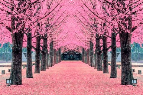 Nami Island Korea, Bridal Shower Photography, Mural Cafe, Nami Island, Cherry Blossom Japan, Gyeongju, Photo Backdrop Wedding, Pink Forest, Forest Road