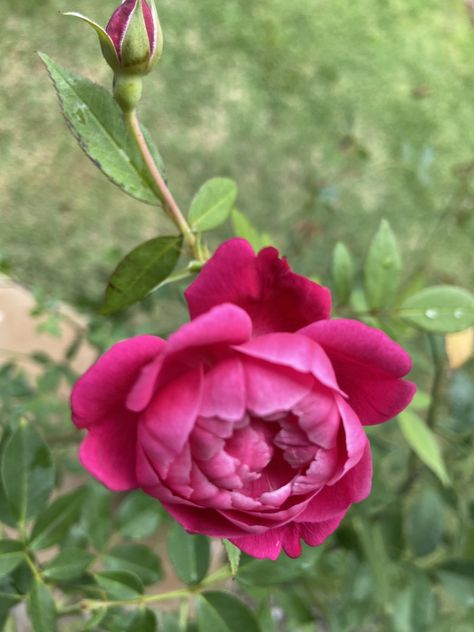 Lokelani  (Rose for Maui) Lokelani Rose, Maui, Plants, Flowers