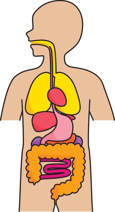 Organs Of The Body, Human Body Pictures, Human Body Illustration, Body Science, Body System Drawing, Body Human, Body Organs Drawing, Organ System Drawing, Organ Project