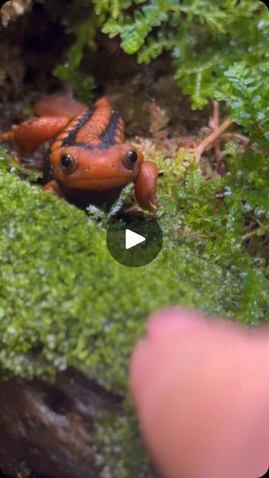 26K views · 57K reactions | Gonna try and pretend this behavior is not 100% food driven and that he actually just really loves me. 
♡ 
♡ 
#newt #newts #amphibian #lizard #terrarium #terrariumplants #mossy #feedingtime #cutepets #cuteanimals #amphibians | Hayley 🧜🏼‍♀️ | Third Eye Blind · Never Let You Go (2006 Remaster) Lizard Terrarium, Third Eye Blind, Food Drive, Let You Go, Feeding Time, Terrarium Plants, Newt, Amphibians, Third Eye