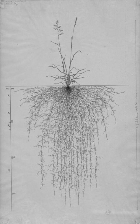 Roots Illustration, Grass Roots, Root System, Scientific Illustration, Green Nature, Botanical Illustration, Botany, Paper Art, Dandelion