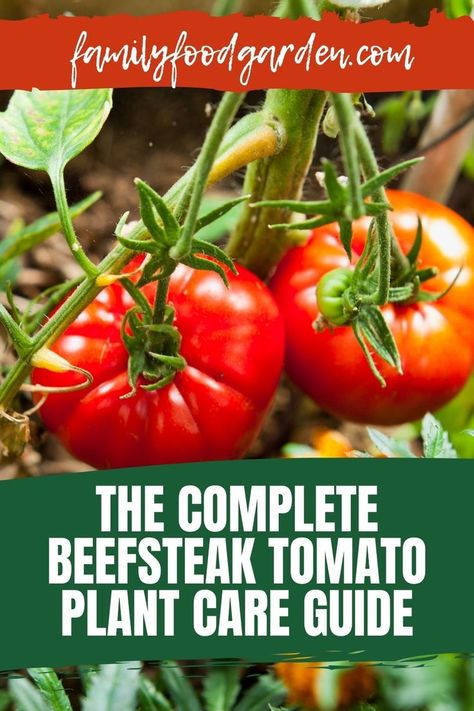 Tomatoes are a classic plant to have in your garden. Family Food Garden has the complete beefsteak tomato plant care guide to help you grow these tasty tomatoes successfully. You can find a wealth of information on beefsteak tomatoes which are bigger and fleshier than the classic tomato. Find out the advantages to growing beefsteak tomatoes with a full growing guide to learn optimal conditions to have thriving tomatoes in no time. You will get all you need and more on beefsteak tomatoes here. Tomato Plant Food, Heirloom Tomatoes Varieties, Beef Tomato, Tips For Growing Tomatoes, Growing Tomato Plants, Big Tomato, Plant Care Guide, Healthy Fruits And Vegetables, Beefsteak Tomato