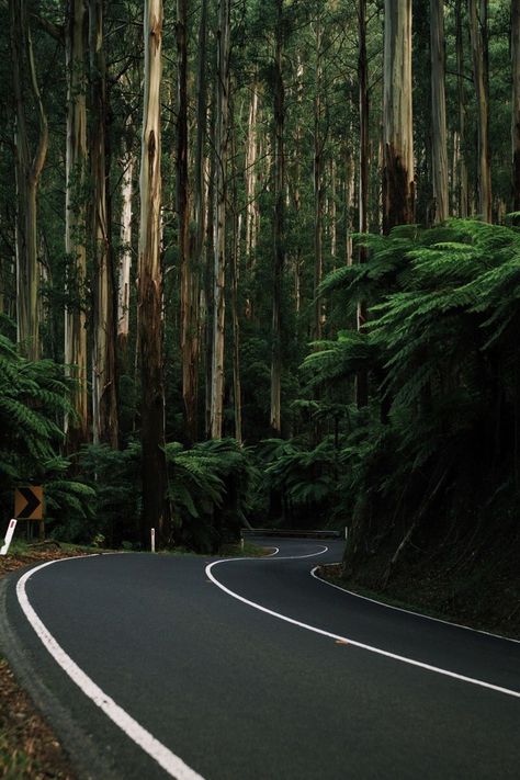 Black Spur Drive, Australia Tall Trees, Trees, Forest, Road, Tumblr, White, Black, Nature