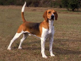 Hey guys, I just want to tell let you guys know about this breed of dog, it’s called a Harrier, it’s an English hound dog. I get asked what breed my dog is and they never know what a harrier is. Spread the word! Harrier Dog, Medium Sized Dogs Breeds, Hound Dog Breeds, Dog Breeds Medium, Cute Dog Collars, Pretty Dogs, The Fox And The Hound, American Kennel Club, Medium Sized Dogs