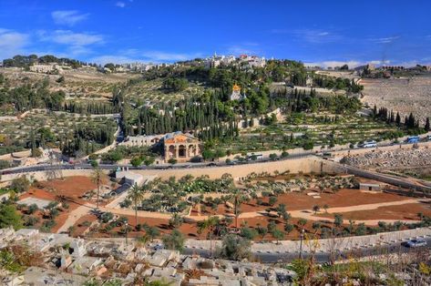 View of Mt Olives from the temple mount Kidron Valley, Biblical History, Terra Santa, Temple Mount, Mount Of Olives, Jesus Return, Bible History, Stations Of The Cross, 7 Chakra