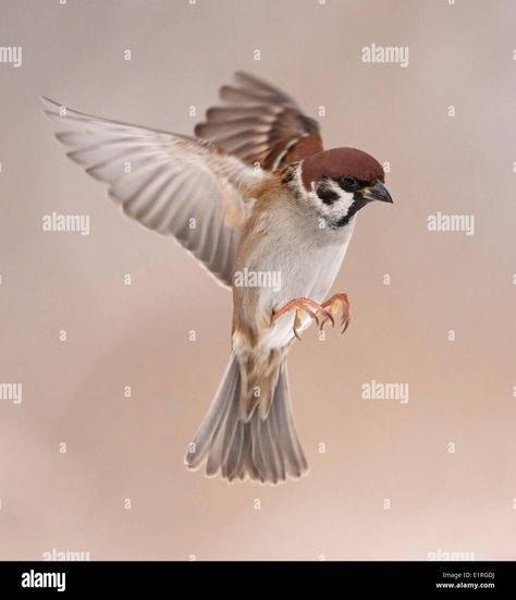 Download this stock image: Flying Tree Sparrow - E1RGDJ from Alamy's library of millions of high resolution stock photos, illustrations and vectors. Sparrow Flying, Flying Sparrow, Tree Sparrow, Vogel Tattoo, Animal References, Image Processing, Bird Photo, Shoulder Tattoo, Bird Lovers