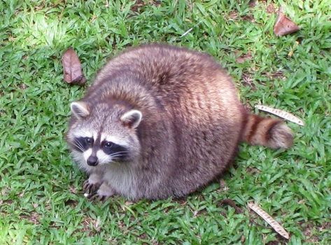 Pictures of Adorable Pregnant Animals You've Probably Never Seen Before 💕 Pregnant Animals, Racoon, Animals