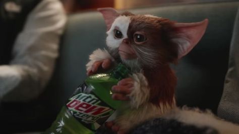 Zach Galligan, Gremlins Art, Minion Baby, Mtn Dew, Horror Posters, Cute Fantasy Creatures, Mountain Dew, Funny Cute Cats, Gremlins