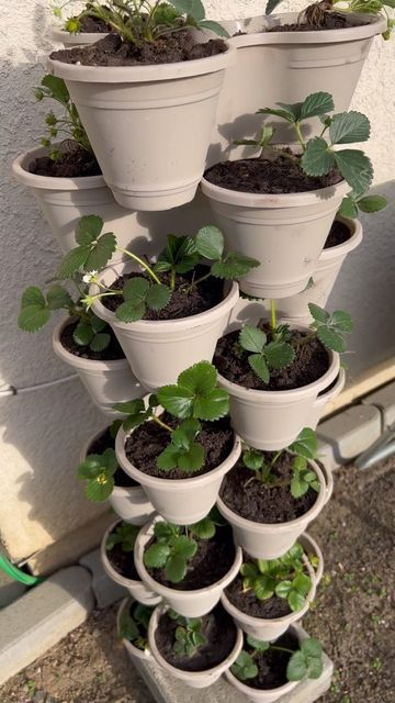 MuthaPrepper | Practical Preparedness on Instagram: "Dollar Tree stackable planters are BACK! I used these last spring for my strawberries and I immediately regretted not buying more. These are such a great way to maximize garden space with a small footprint. Can’t grow a vast herb garden? Grow it TALL! Who’s already dreaming of Spring possibilities? 🙋🏻‍♀️ ✨Like, Comment & Share✨ #muthaprepper #dollartree #dollartreefinds #garden #gardening #prepper #preparedness #prepping #spring #backyard Small Indoor Vegetable Garden, Mini Herb Garden Ideas, Dollar Tree Herb Garden, Stackable Garden Planters, Strawberry Tower Garden, Dollar Tree Stackable Planters Ideas, Dollar Tree Planters Ideas, Dollar Tree Stackable Planters, Dollar Tree Garden Ideas