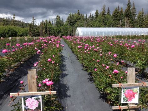 Peony Varieties, Peony Farm, The Off Season, Cut Flower Farm, Growing Peonies, Gardens Of The World, Farm Plans, Farm Projects, Growing Gardens