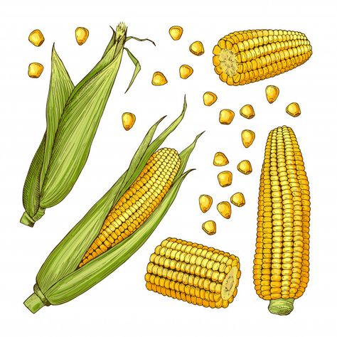 Vector ilustraciones de la granja. diferentes lados del maíz. Vector Premium Corn Drawing Illustration, Corn Illustration Drawings, Maize Drawing, Corn On The Cob Drawing, Corn Illustration, Healthy Illustration, Corn Drawing, Agriculture Background, Corn Painting