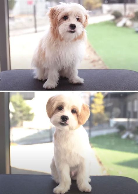 Dogs-Haircut-Before-After-Groomer-Shu-And-Tree Shitzu Dogs Haircuts, Puppy Haircut, Photos Of Dogs, Dog Grooming Styles, Dog Grooming Shop, Puppy Grooming, Puppy Cut, Dog Haircuts, Havanese Puppies