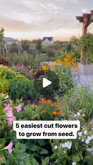 Lori Bochner on Instagram: "These are my 5 favorite and EASY cut flowers to grow from seed!  Of course, I have lots of other favorites too, but if I had to pick my top 5, I would choose these.  Why?  Easy to grow from seed, not fussy at all, lots of varieties and colors, and abundant blooms for a long period of time.  Here they are! ⬇️

🌱Zinnia
🌱Rudbeckia
🌱Cosmos
🌱Celosia
🌱Gomphrena

What are your favorites?  Will you grow any of these this coming season?  It’s almost time to start seeds!  Whoop! 👏" Cut Flowers To Grow, Grow From Seed, Flowers To Grow, Backyard Gardens, Gardening Vegetables, Future Garden, Gardening Flowers, Container Gardening Vegetables, Flower Gardens