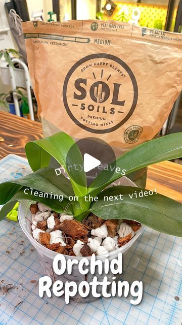 2,496 likes, 65 comments - plantanarts on January 12, 2024: "Step by step orchid repotting. This one didn’t have a lot of dead roots but once I find one with lots of dead mushy roots I’ll make a..." Orchid Repotting, Orchid Potting, Orchid Potting Mix, Orchid Terrarium, Repotting Orchids, Orchid Roots, Sphagnum Moss, Flower Video, The Orchid