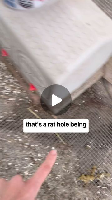 Katie | GregsChicks • Backyard Farm on Instagram: "I’m sure you’ve seen several videos about securing your chicken run. I thought this was a great visual as to the why behind it, if you haven’t actually seen rat tunnels, or predator tunnels, or the evidence of something trying to get in.   The other option is to go 3 or 4 feet digging down if you don’t want to do the entire floor. For me, it was easier and made more sense to just do the floor.   My entire run is wrapped with hardware cloth, which is not cheap but it’s the most secure. I’ve actually found the best deal on hardware cloth on Amzn because my local hardware stores only carry the small rolls instead of the hundred foot rolls.  Ask me any questions, share comments, or tell me your experience with securing your chicken run and coo Chicken Tunnel From Coop To Run, Chicken Run Hiding Places, Chicken Run Roosting Bars, Attaching Hardware Cloth To Chicken Run, Chicken Run On Wheels, Chicken Run Cover Ideas, Homemade Chicken Run, Cheap Chicken Run, Chicken Run Roof