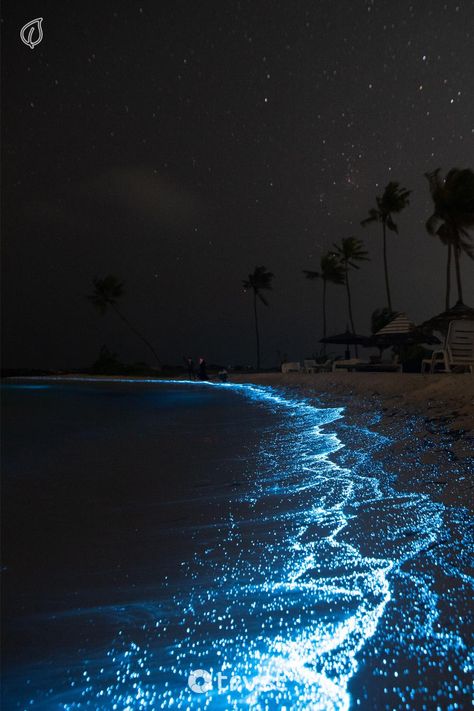 Immerse in the magical glow of bioluminescent beaches and bays worldwide🌍. From the Maldives to Japan, the ethereal light of these radiant organisms will create an unforgettable night🌌.This guide can leap you right there!💫 Ready for an adventure? Find your awe-inspiring destination now👣. #Bioluminescence #MagicalBeaches #WorldTravel #NightSpectacle #NatureWonders See Of Stars, Things To Do On Holiday, My Vibe Aesthetic, Glow Beach, Glowing Beach, Nature Lighting, Glowing Water, Magic Ocean, Magical Beach