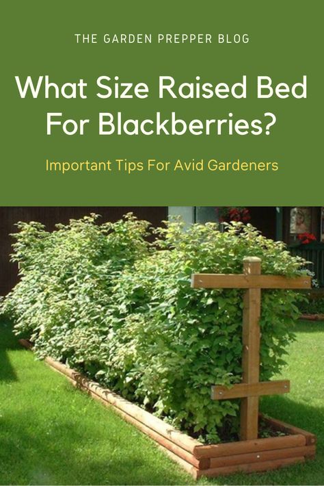 what size raised bed for blackberries Growing Berries In Raised Beds, Blackberry Raised Bed, Blackberries In Raised Beds, Blackberry Support Ideas, Berry Garden Layout Design, Blackberry Garden Ideas, Blackberry Planting Ideas, Berry Patch Layout Garden Ideas, Berry Patch Layout