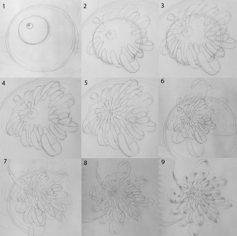 How to Draw a Chrysanthemum by Mandy JW art: 1. Sketch the basic shape and direction of the flower using circles as a guide.  2. Draw petals wrapping around the second largest circle.  3. Draw petals towards the center.  4. Erase the second outermost circle.  5. Continue to draw Chrysanthemum Tutorial Drawing, How To Draw A Chrysanthemum, Japanese Chrysanthemum Drawing, Chrysanthemum Sketch, Drawing Chrysanthemum, Chrysanthemum Drawing, Tutorial On Drawing, Japanese Chrysanthemum, Let's Make Art